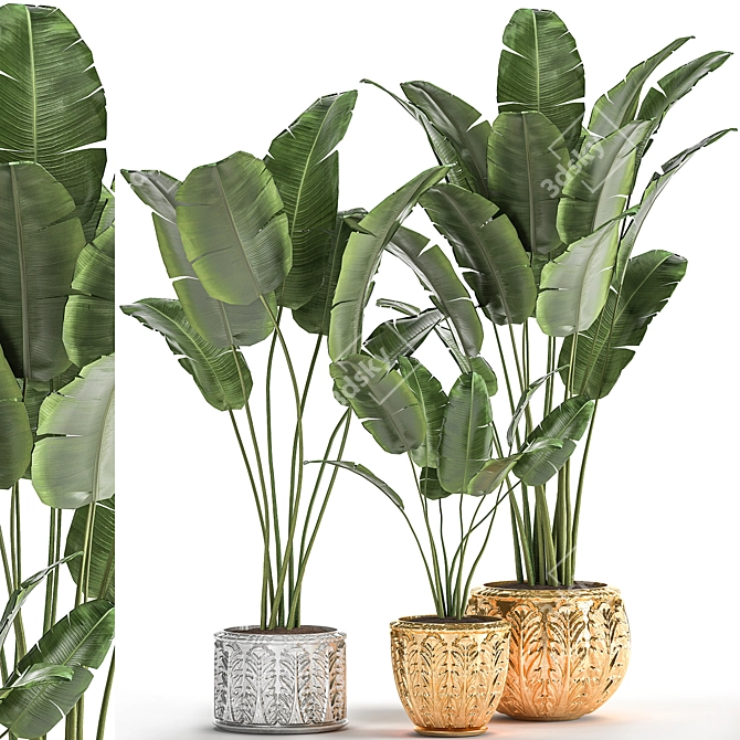 Exotic Plant Collection: Banana Palm, Ravenala & Strelitzia 3D model image 1