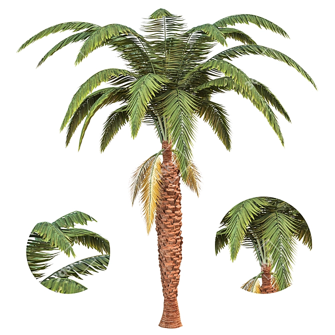 Exquisite Palm Tree Model 3D model image 1