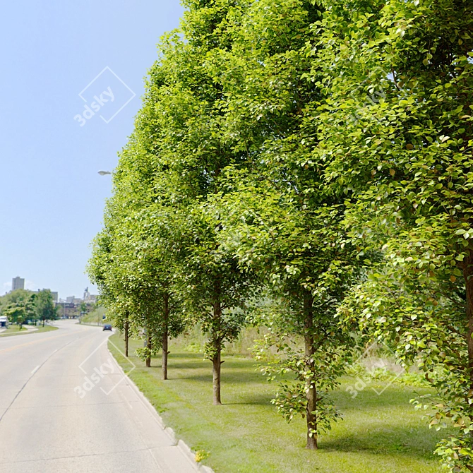 Turkish Hazel Tree - 2 Trees, Vray and Corona Materials 3D model image 4