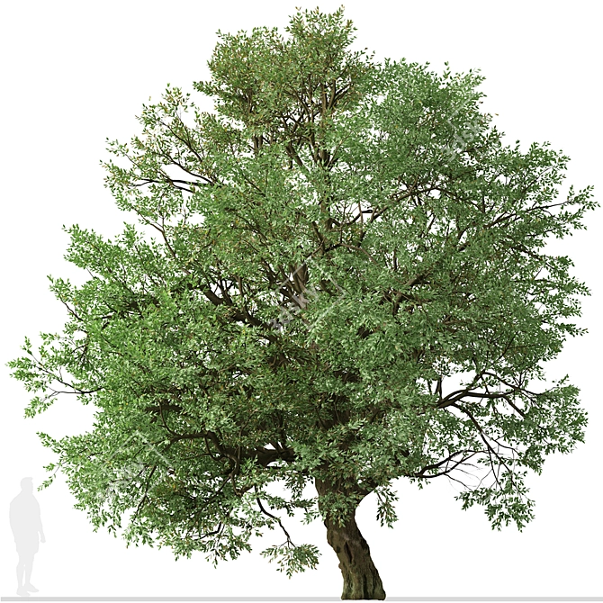Amur Cork Tree Set (2 Trees) 3D model image 2