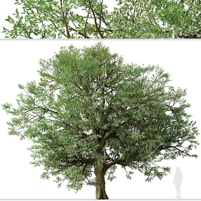 Amur Cork Tree Set (2 Trees) 3D model image 5