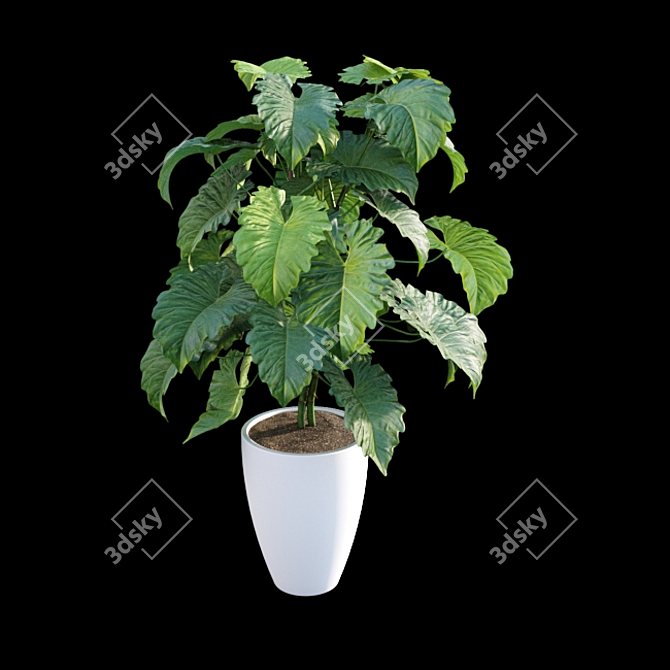 Tropical Archive: Philodendron Subincisum 3D model image 2