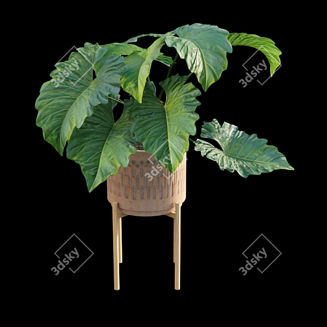 Tropical Archive: Philodendron Subincisum 3D model image 4