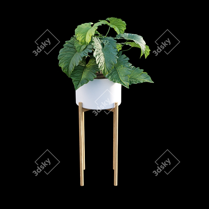 Tropical Archive: Philodendron Subincisum 3D model image 6