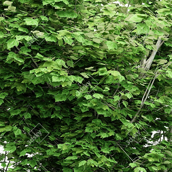 Dual Tree Maple Heights: 10m & 10.7m 3D model image 2