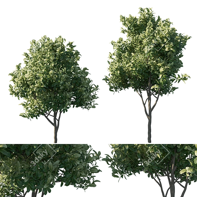 Premium Loquat Tree Model 3D model image 1