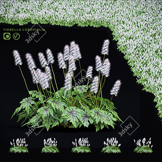 Tiarella cordifolia Flowers | High-quality 3D Model 3D model image 5