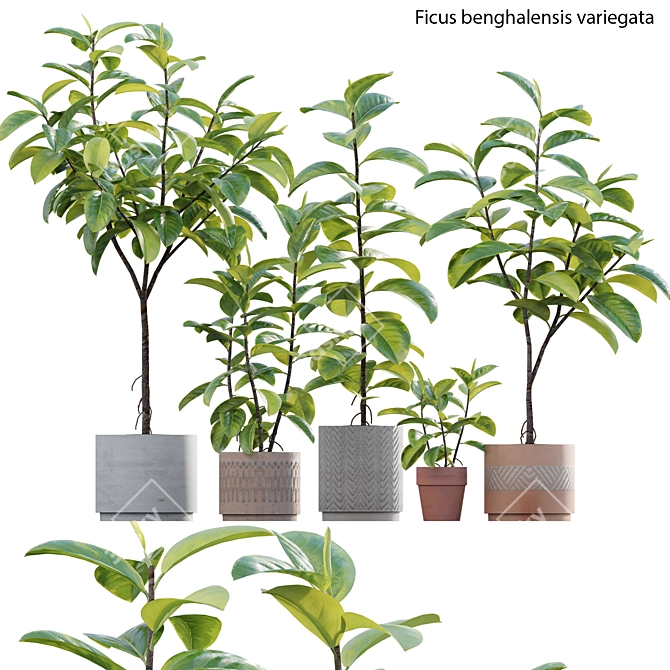 Ficus benghalensis 3D Model Set 3D model image 1