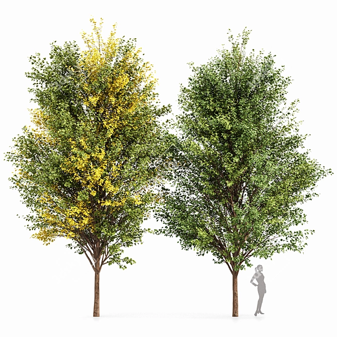 Canadian Poplar Trees - Realistic 3D Models 3D model image 1