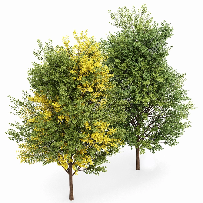 Canadian Poplar Trees - Realistic 3D Models 3D model image 4