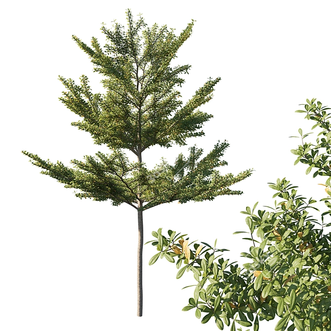 Madagascar Almond Terminalia Mantaly 3D model image 1