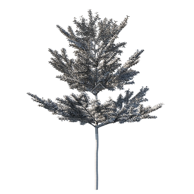 Madagascar Almond Terminalia Mantaly 3D model image 3