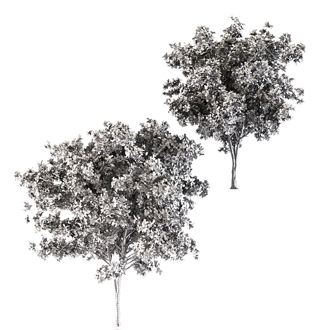 Silky Oak - Corona: 2 Trees with Beautiful Texture 3D model image 5