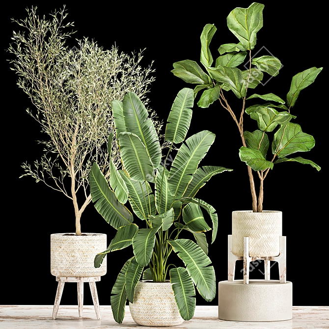 Exotic Plant Collection in Decorative White Baskets 3D model image 1