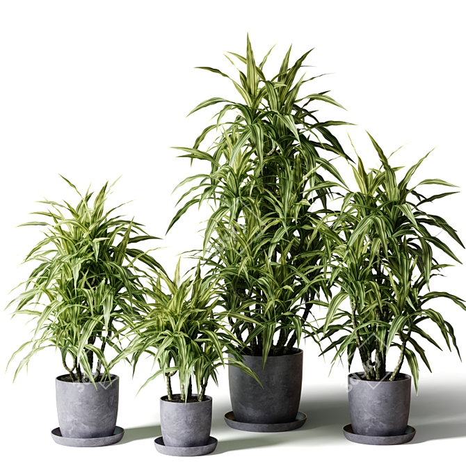 Fragrant Dracaena in Gray Pots 3D model image 1