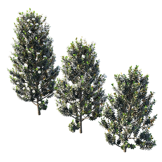 Elegant Magnolia Grandiflora Art 3D model image 2
