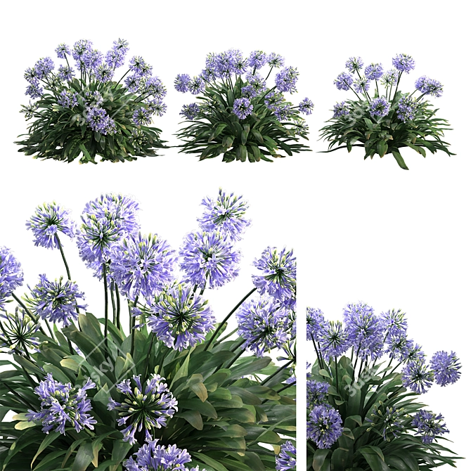 Agapanthus 2013: 3D Floral Model 3D model image 7