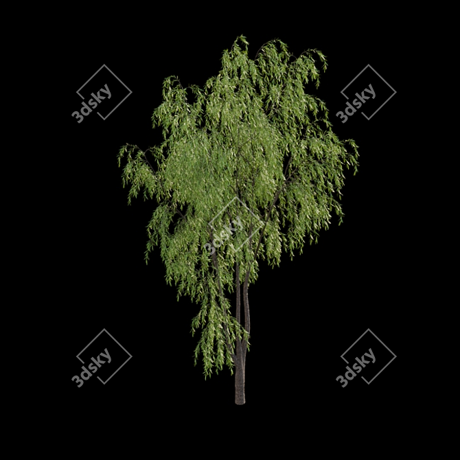 Weeping Willow Tree 3D Model 3D model image 4