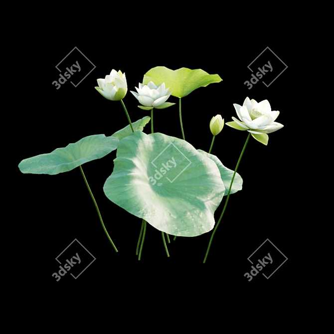 Nelumbo Lutea: 3D Model Collection 3D model image 4