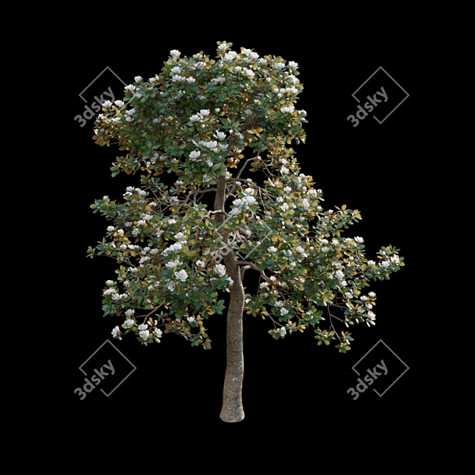 Classic Southern Magnolia 3D Model 3D model image 5