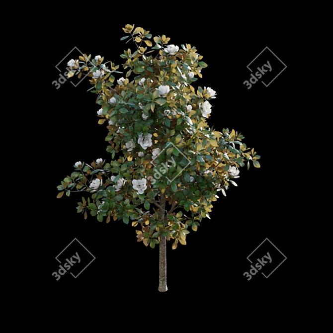 Elegant Magnolia 3D Models 3D model image 5