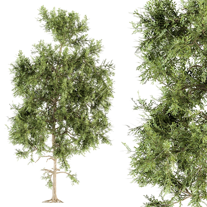 Siberian Sunrise Red Pine Tree 3D model image 3