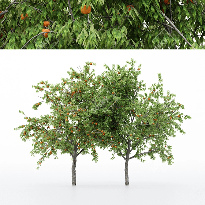 Multi-Peach Tree Collection | 4 Varieties 3D model image 1