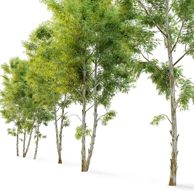 Black Gum Eucalyptus Tree Pack 3D model image 3