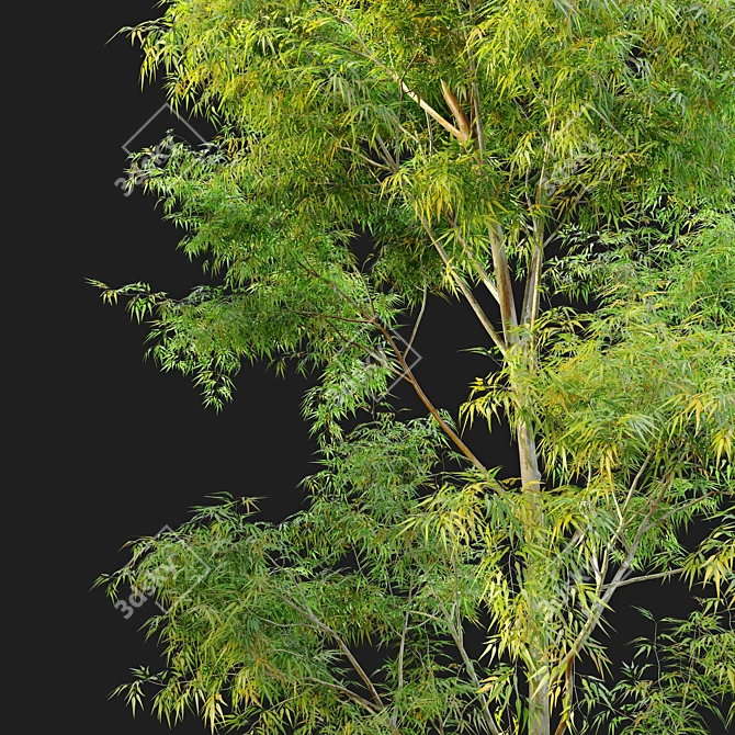 Black Gum Eucalyptus Tree Pack 3D model image 4