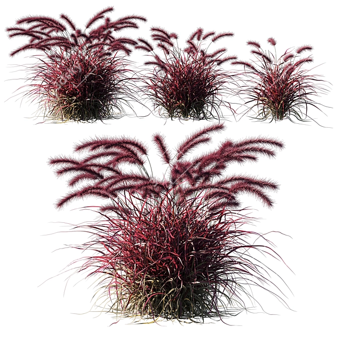 Lush Purple Fountain Grass 3D model image 1