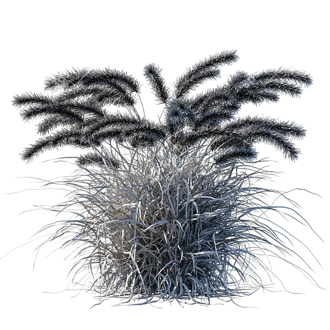 Lush Purple Fountain Grass 3D model image 3