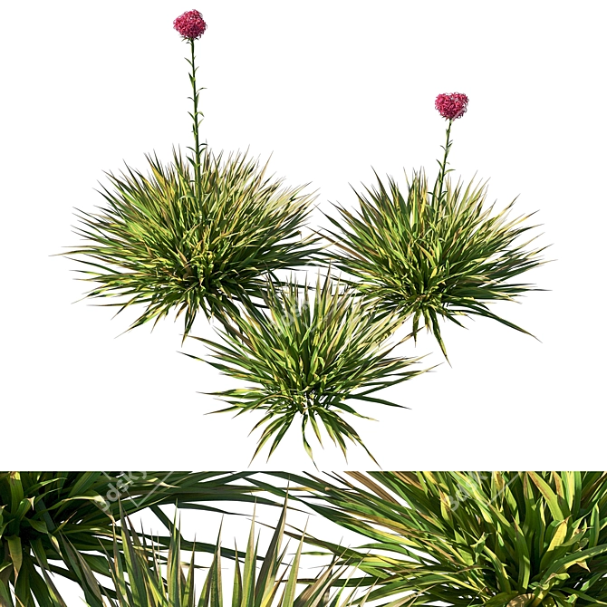 Gymea Lily Miniature Model 2013 3D model image 1