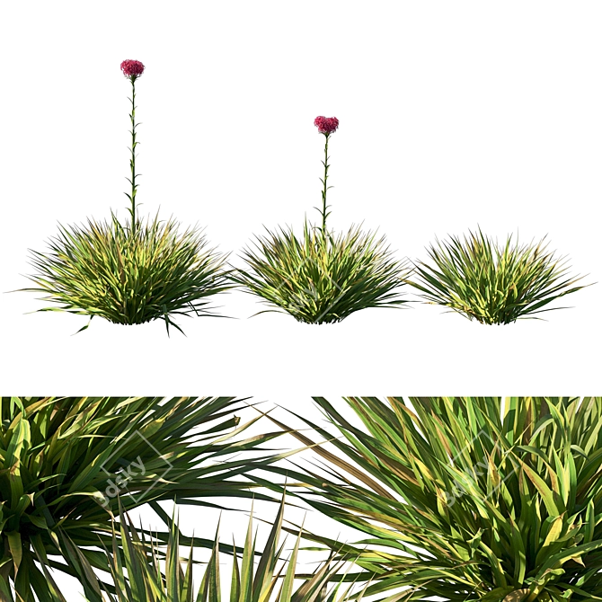 Gymea Lily Miniature Model 2013 3D model image 2