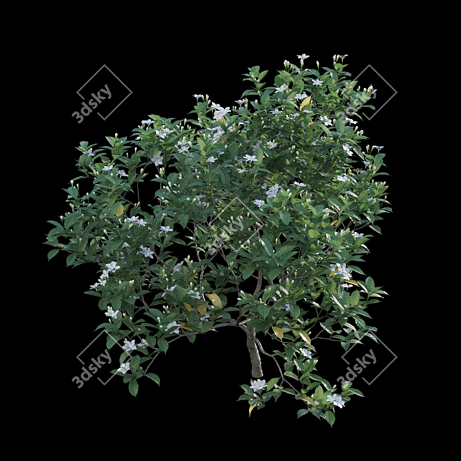 Exquisite Gardenia Plant Collection 3D model image 4