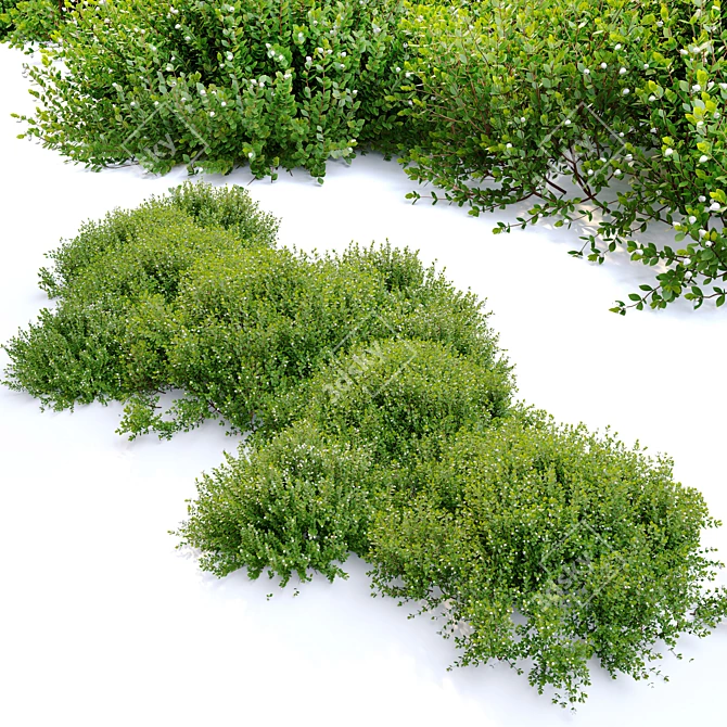 Lush Emerald Manzanita Shrub 3D model image 2