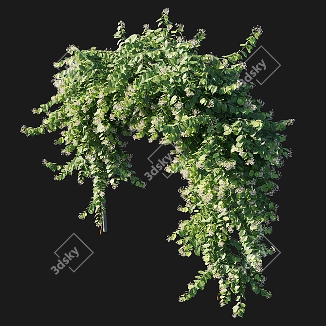 Combretum Indicum 03: Corona 3D Model 3D model image 2