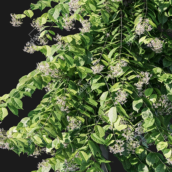 Combretum Indicum 03: Corona 3D Model 3D model image 3