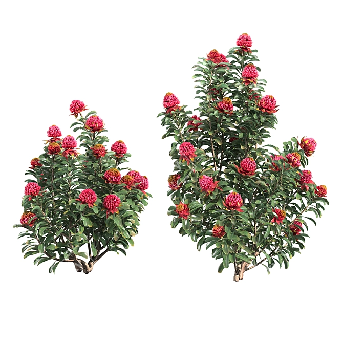 Waratah Telepea 2013: Stunning Floral Sculpture 3D model image 1