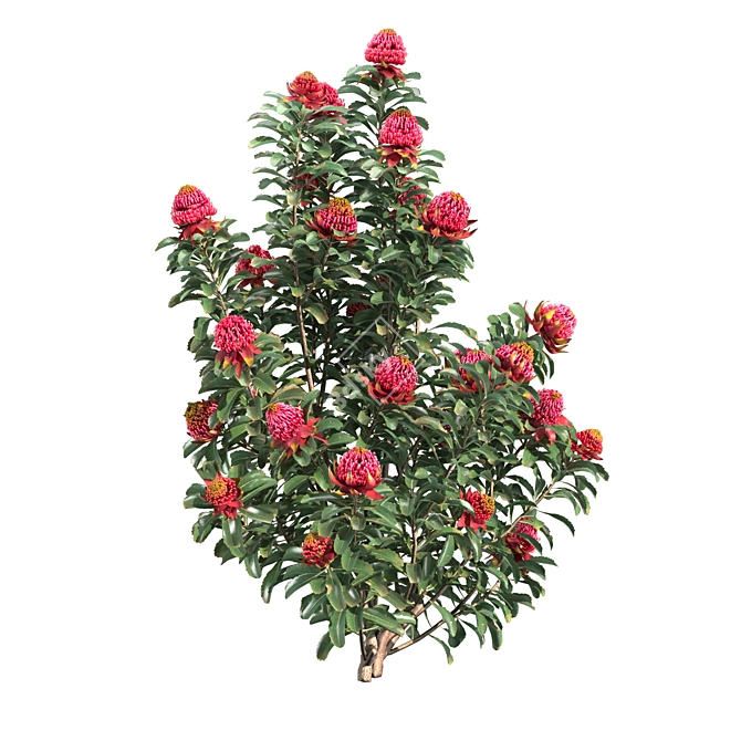 Waratah Telepea 2013: Stunning Floral Sculpture 3D model image 3