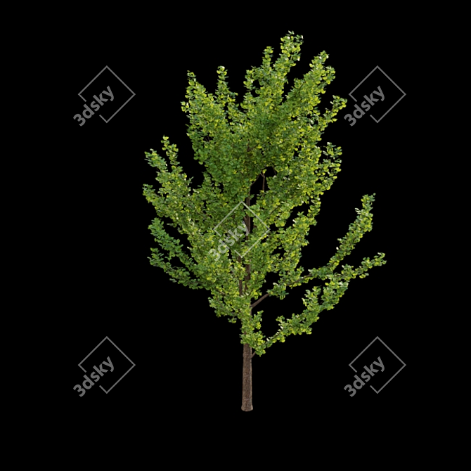 Ginkgo Biloba 3D Models 3D model image 4