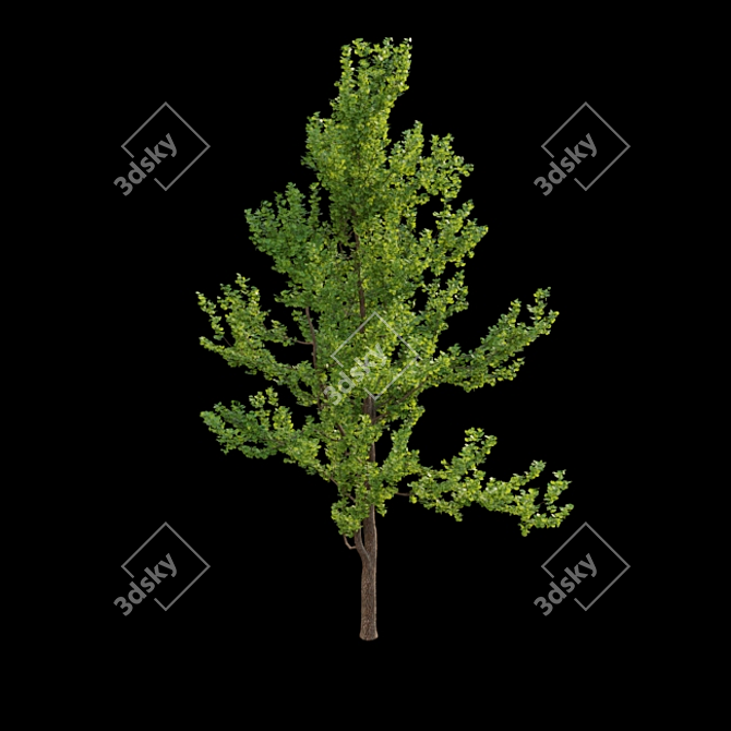 Ginkgo Biloba 3D Models & Textures 3D model image 4