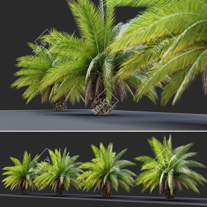 Canary Island Date Palm: 3m 3D model image 3