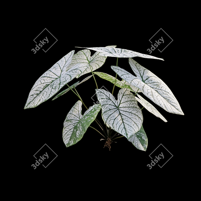 Snowy Caladium: Angelic White Christmas 3D model image 5