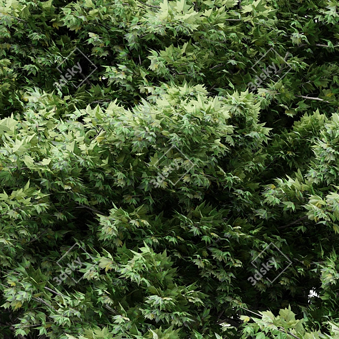 Japanese Maple Tree Collection - 4 Varieties 3D model image 5