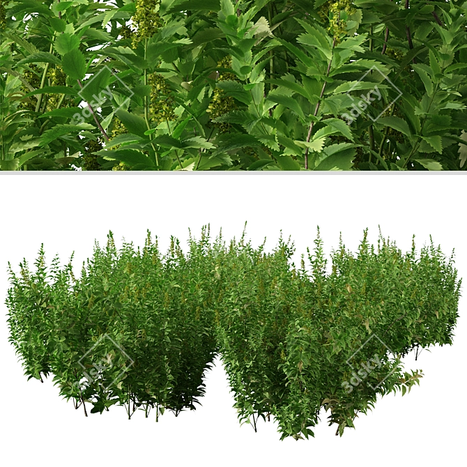 Thriving Trio: Common Nettle Plants 3D model image 3