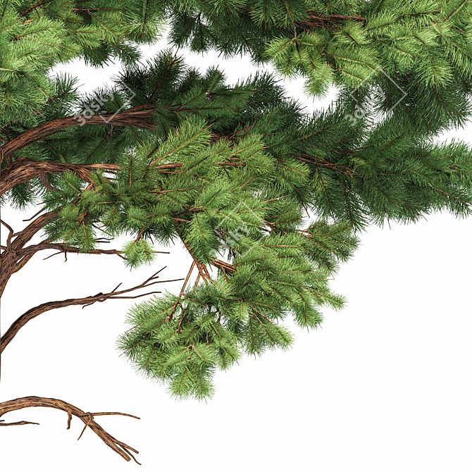 Pine Tree Bundle: High-Res, Professional 3D Models 3D model image 2