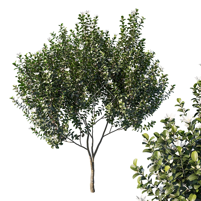 Graceful Michelia Tree: Premium 3D Model 3D model image 1