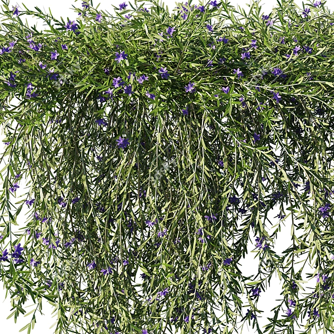 Rosemary Creeping: Versatile 2013 Plant 3D model image 2