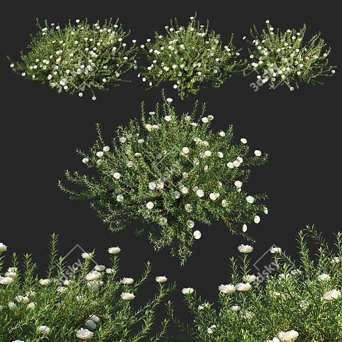 Vibrant Blooming Portulaca Grandiflora 3D model image 1