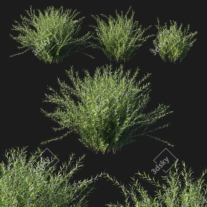 Rosemary Creeping 02: Detailed 3D Model 3D model image 1